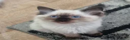 Ragdoll cats for sale: Beautiful Ragdoll Kittens Looking for Loving Homes - Advert 2