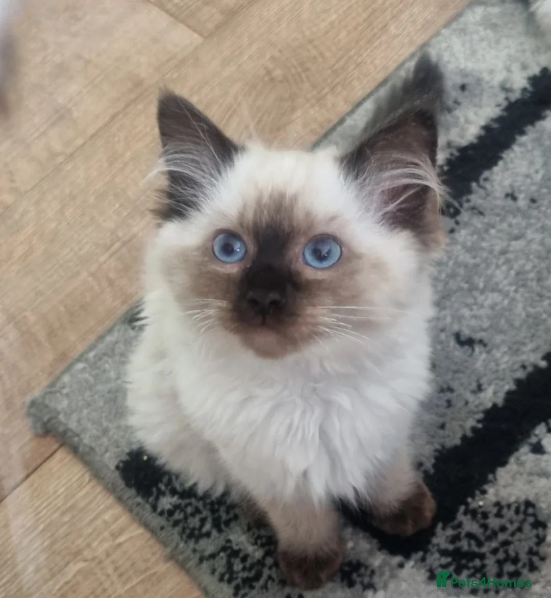 Ragdoll cats for sale: Beautiful Ragdoll Kittens Looking for Loving Homes - Advert 2