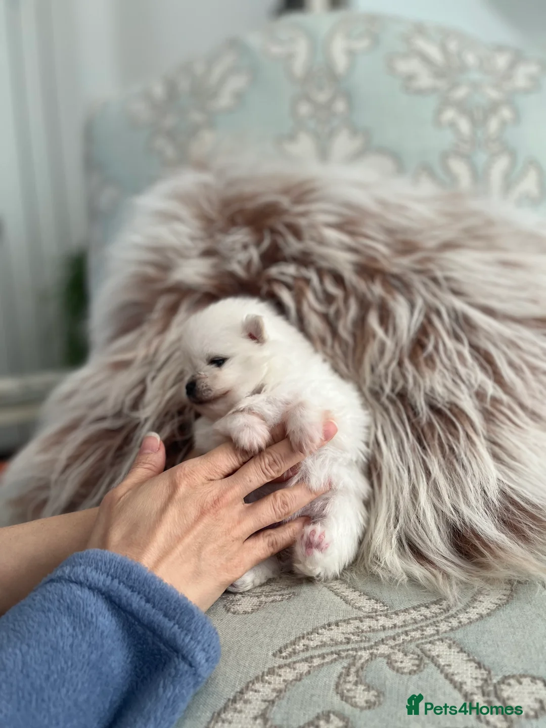 Pomeranian dogs for stud:  🏆 Asian White🏆 Pom TINY - Advert 10