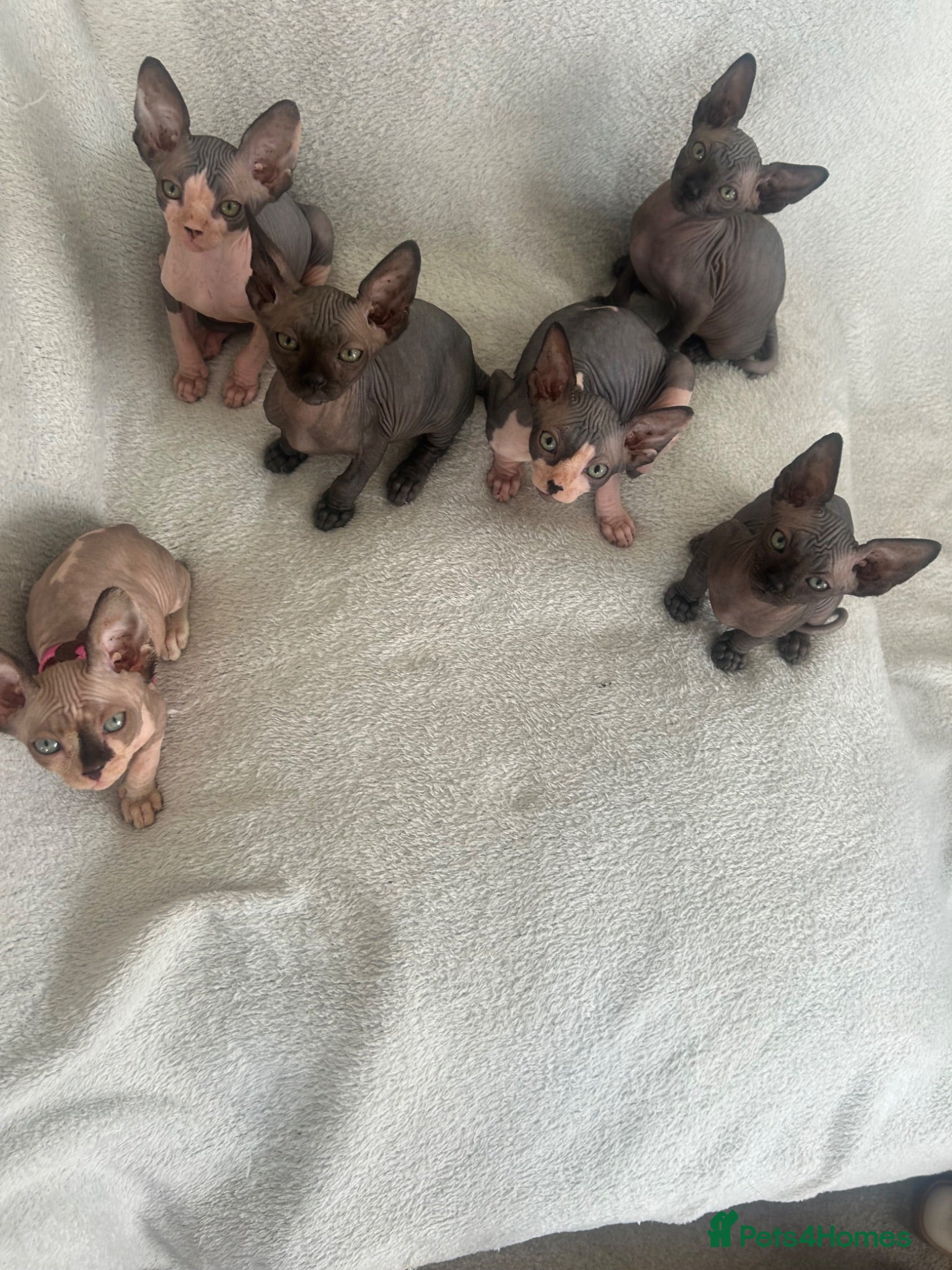 Sphynx cats Sphynx kittens - Advert 1