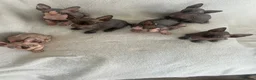 Sphynx cats for sale: Sphynx kittens - Advert 1