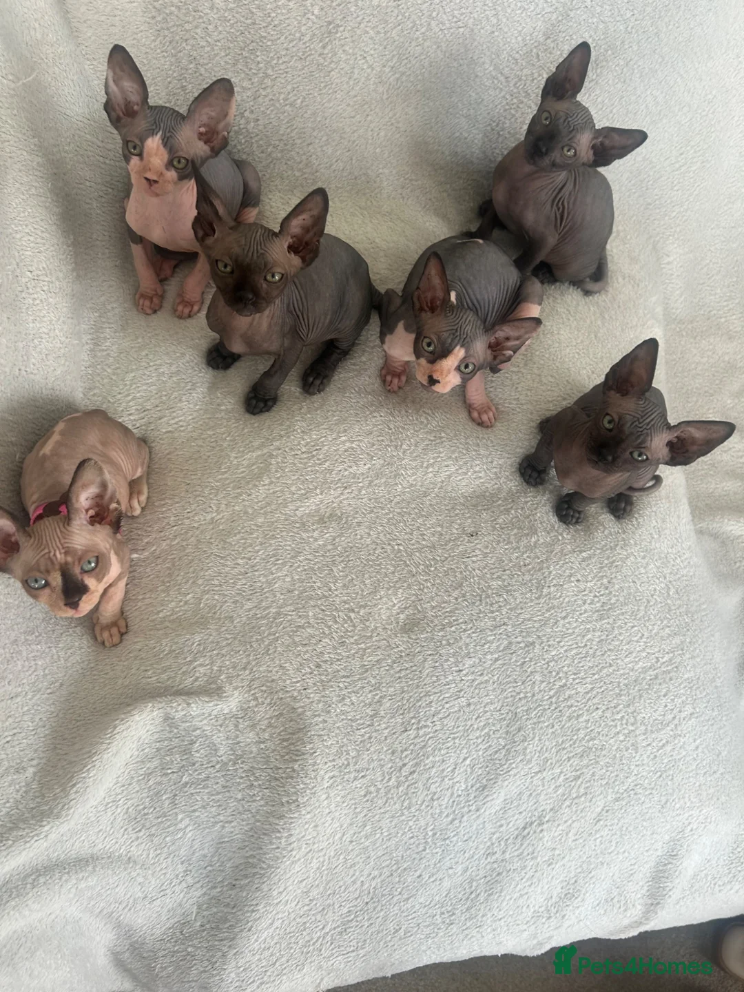 Sphynx cats for sale: Sphynx kittens - Advert 1