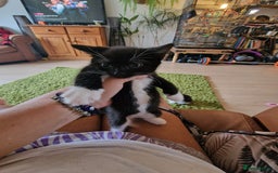 Mixed Breed cats for sale: Kittens - Image 35