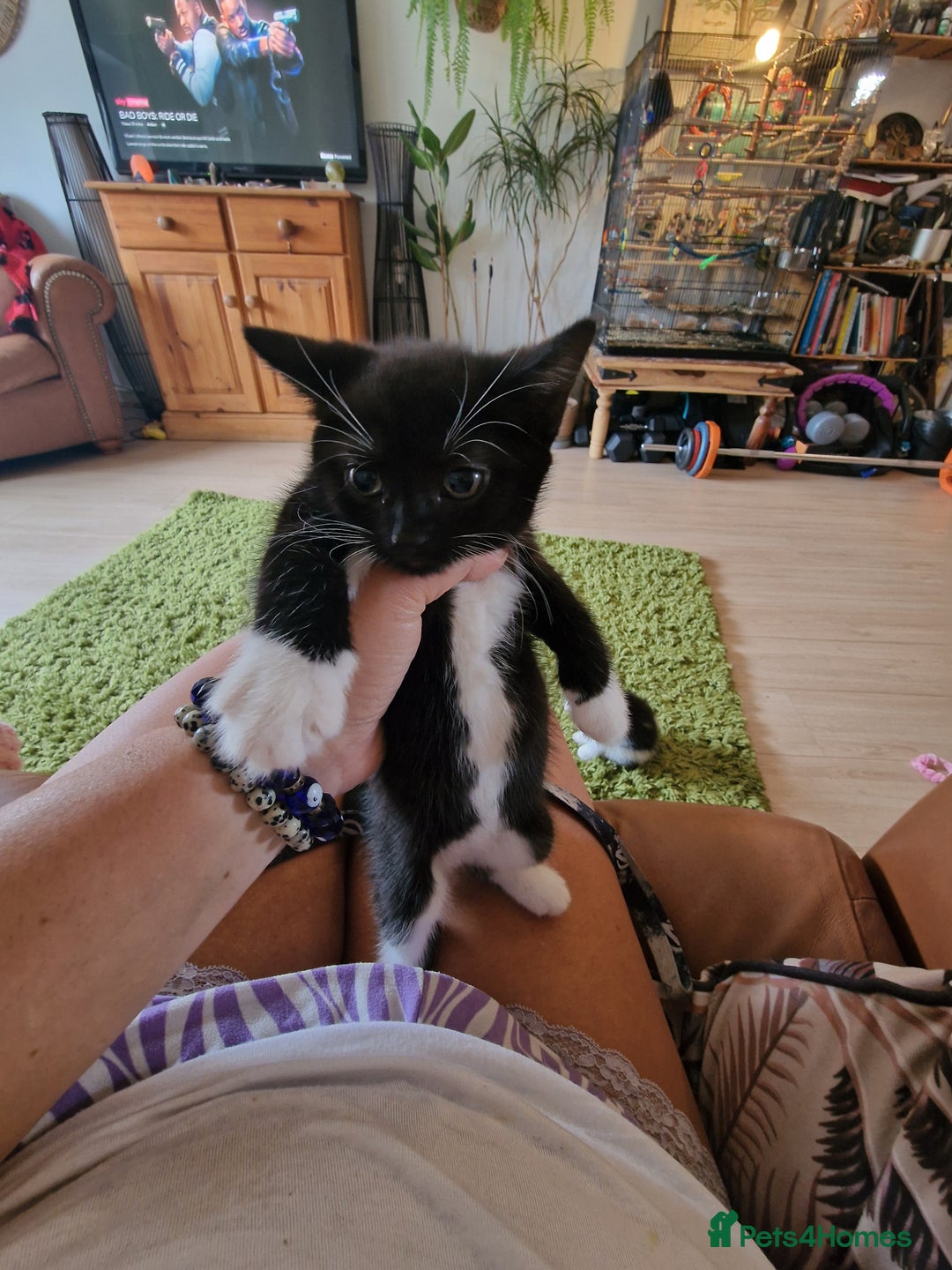 Mixed Breed cats for sale: Kittens - Image 35