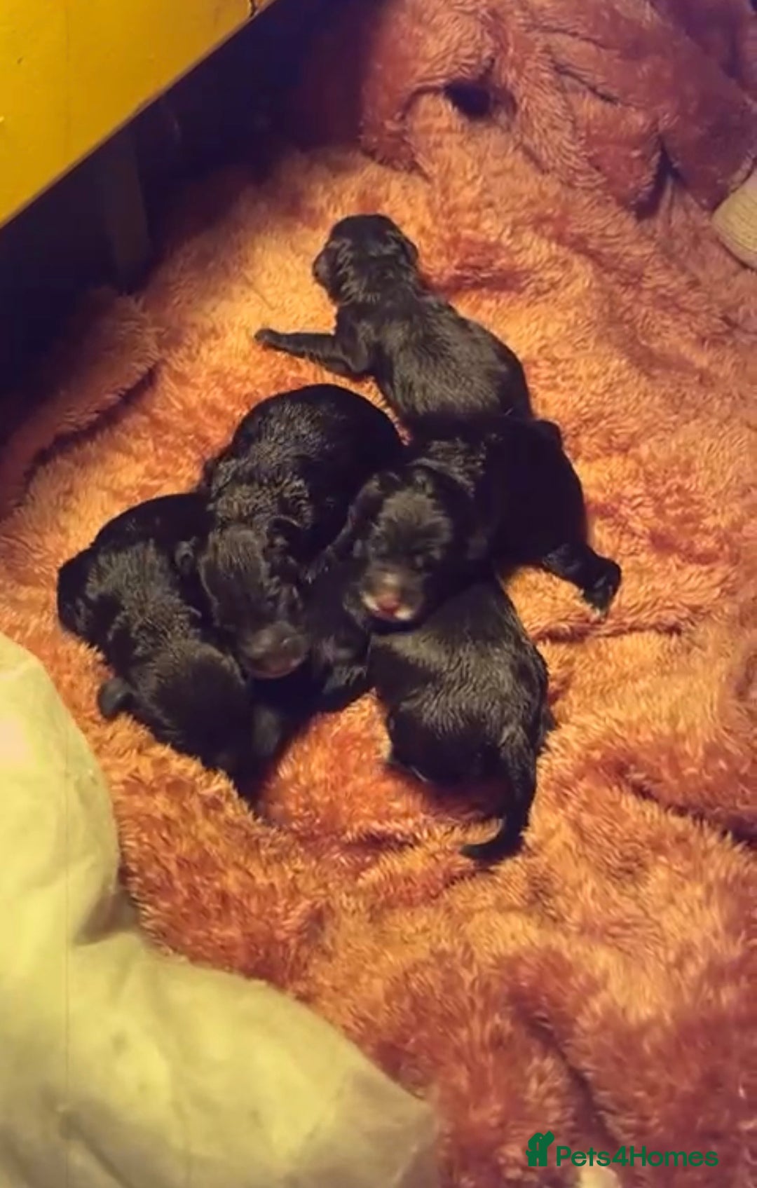 Cockapoo dogs for sale: 8 beautiful f1 cockerpoo - Advert 1