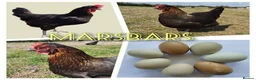 Chickens poultry for sale: Marsbar/Olive Egger Hatching Eggs in Middlewich - Advert 1