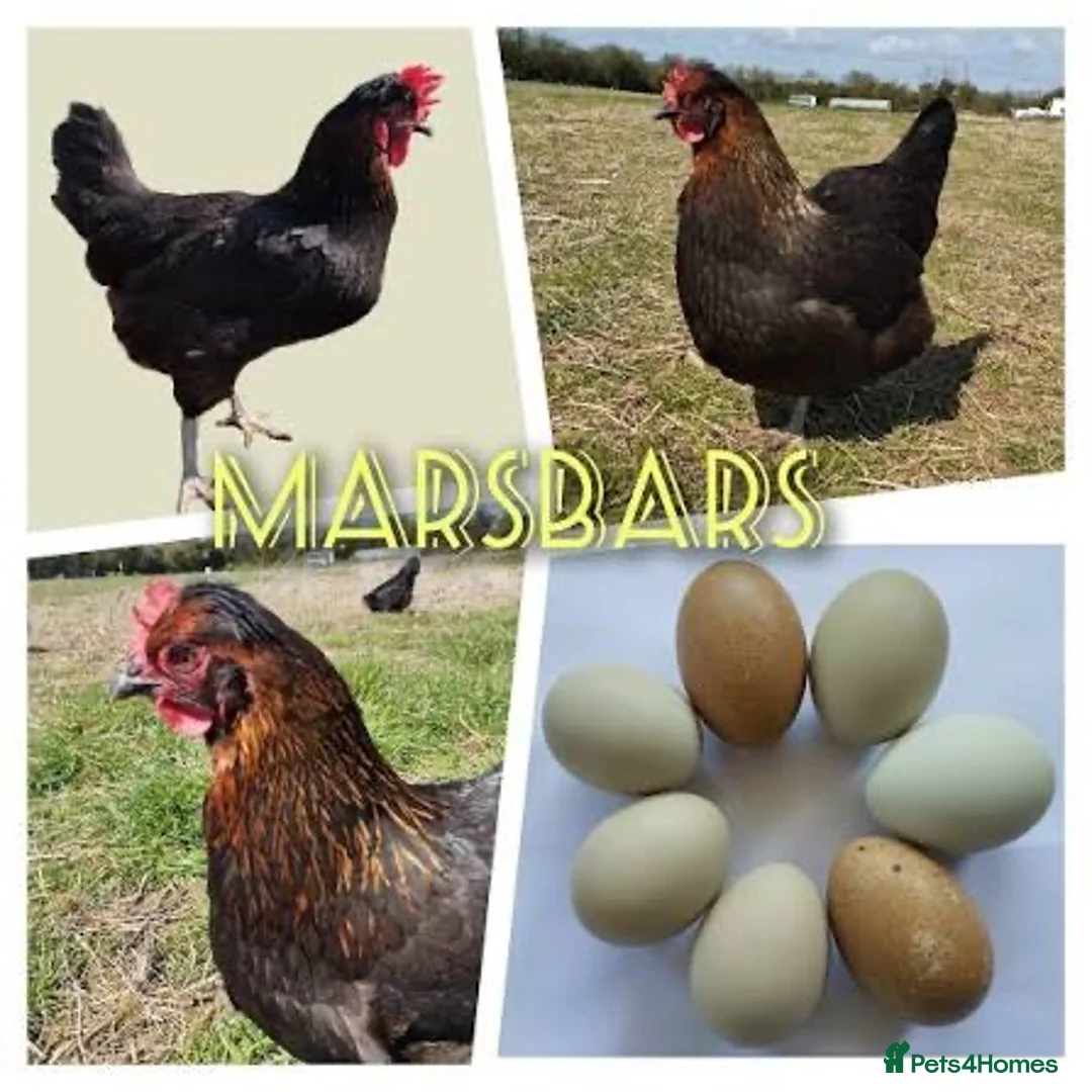 Chickens poultry for sale: Marsbar/Olive Egger Hatching Eggs in Middlewich - Advert 1