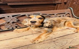 Cocker Spaniel dogs for sale: lyncham cocker spaniels - Image 19