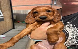Irish Setter dogs for sale: KC Irish Setter Puppies  - Image 6