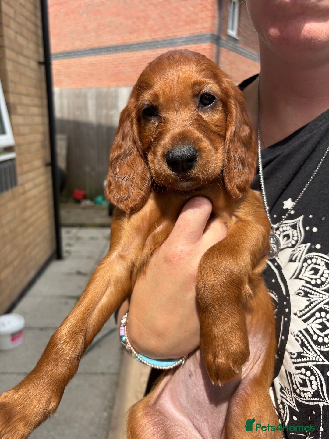 Irish Setter dogs for sale: KC Irish Setter Puppies  - Image 6