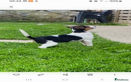 Jack Russell dogs for sale: Jack Russell pups for sale - Image 2