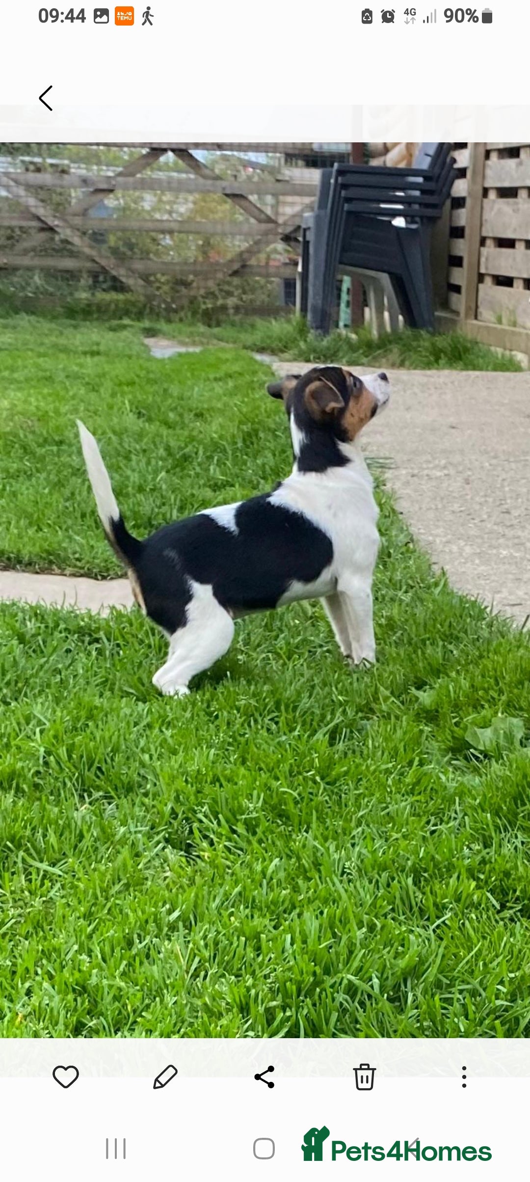 Jack Russell dogs for sale: Jack Russell pups for sale - Image 2