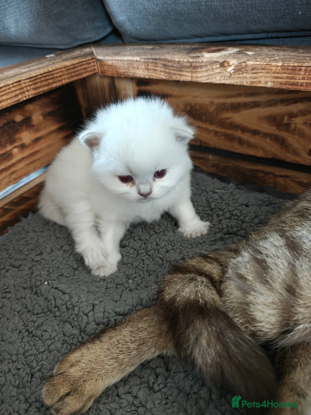 British Shorthair cats for sale: British Shorthair and Longhair  GCCF registered  - Advert 7