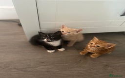 Mixed Breed cats for sale: 3 beautiful kittens for sale  - Image 5