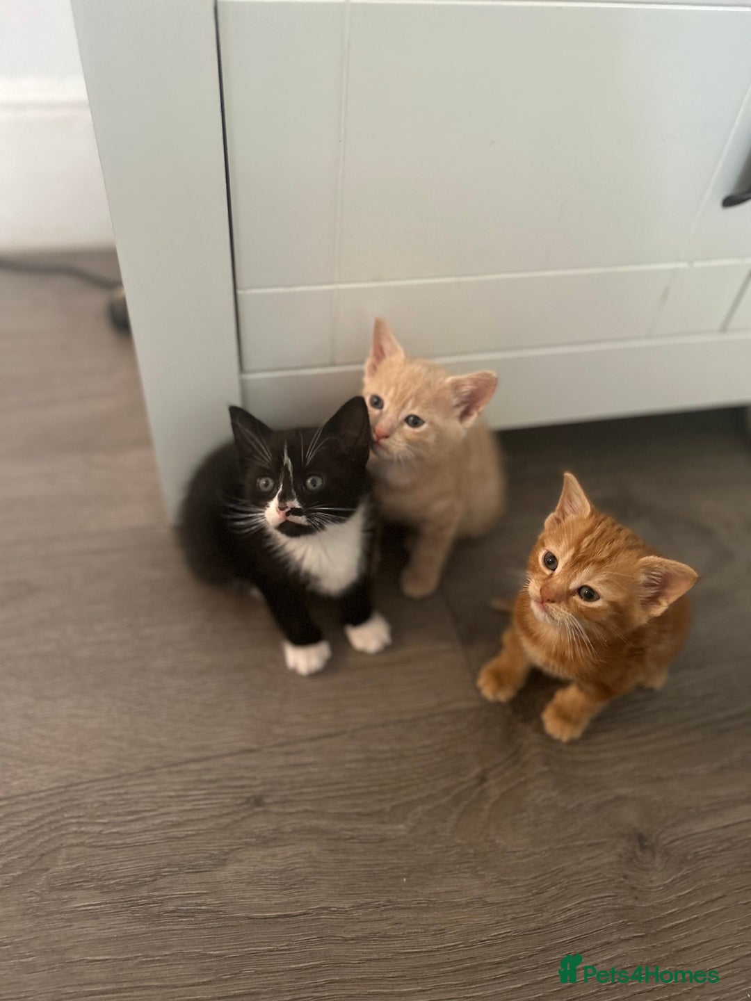 Mixed Breed cats for sale: 3 beautiful kittens for sale  - Image 5