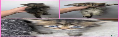 Light tabby girl 