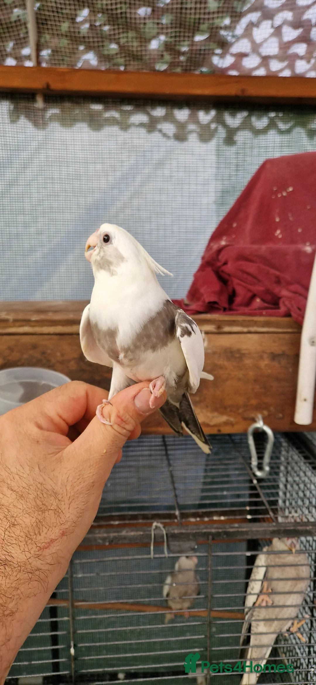 Cockatiels birds for sale: Hand rared cockatiels  - Advert 6