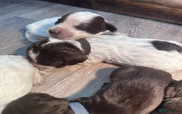 Cocker Spaniel dogs for sale: Cocker spaniel puppies - Image 6