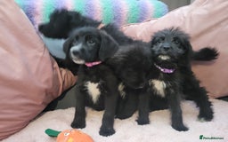 Mixed Breed dogs for sale: St Bernadoodle -READY NOW 🥰 1 Girl remaining 🩷 - Image 5