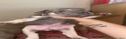 French Bulldog dogs for sale: French bulldog puppy’s  - Advert 10