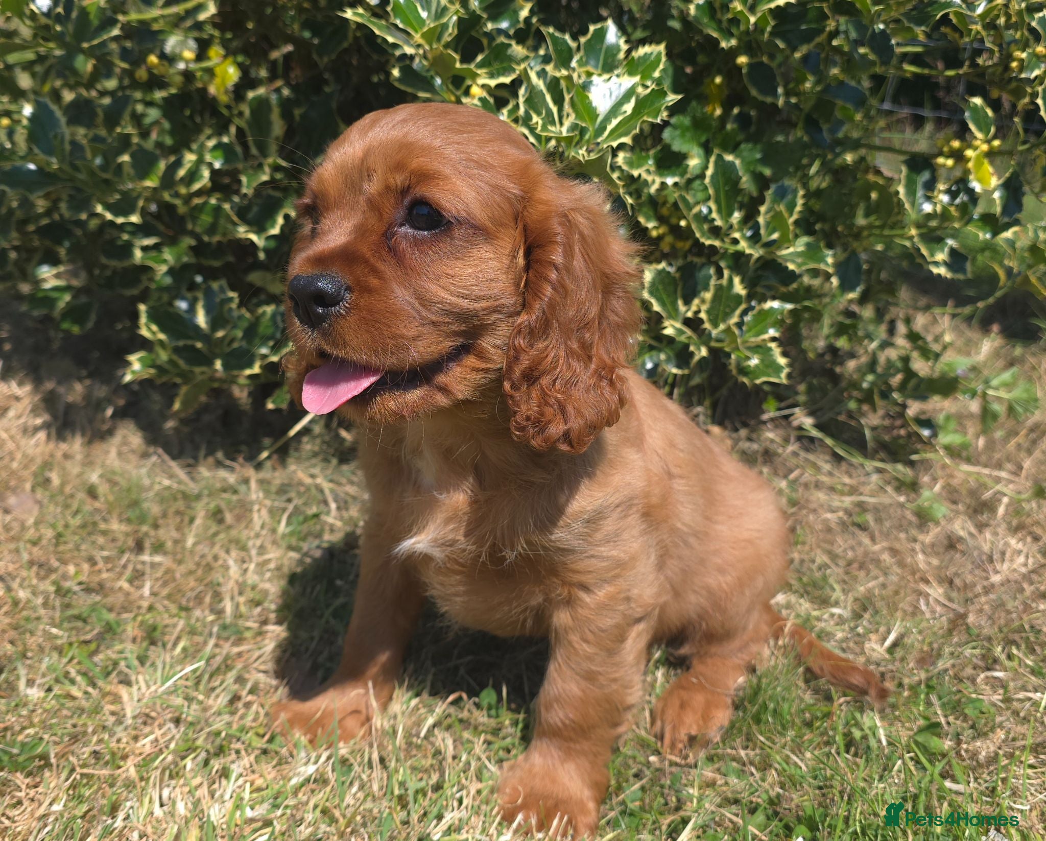 Cavalier King Charles Spaniel dogs * DNA TESTED CLEAR PUPPIES * - Advert 12