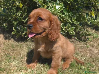 Cavalier King Charles Spaniel dogs * DNA TESTED CLEAR PUPPIES * - Advert 12