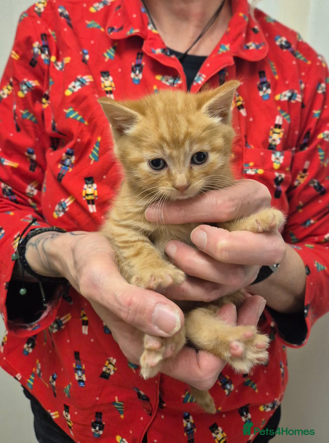 Mixed Breed cats for sale: 😺 VERY FRIENDLY KITTENS 😺 - Advert 32