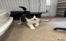 British Shorthair cats for sale: Two loving boys - Image 7