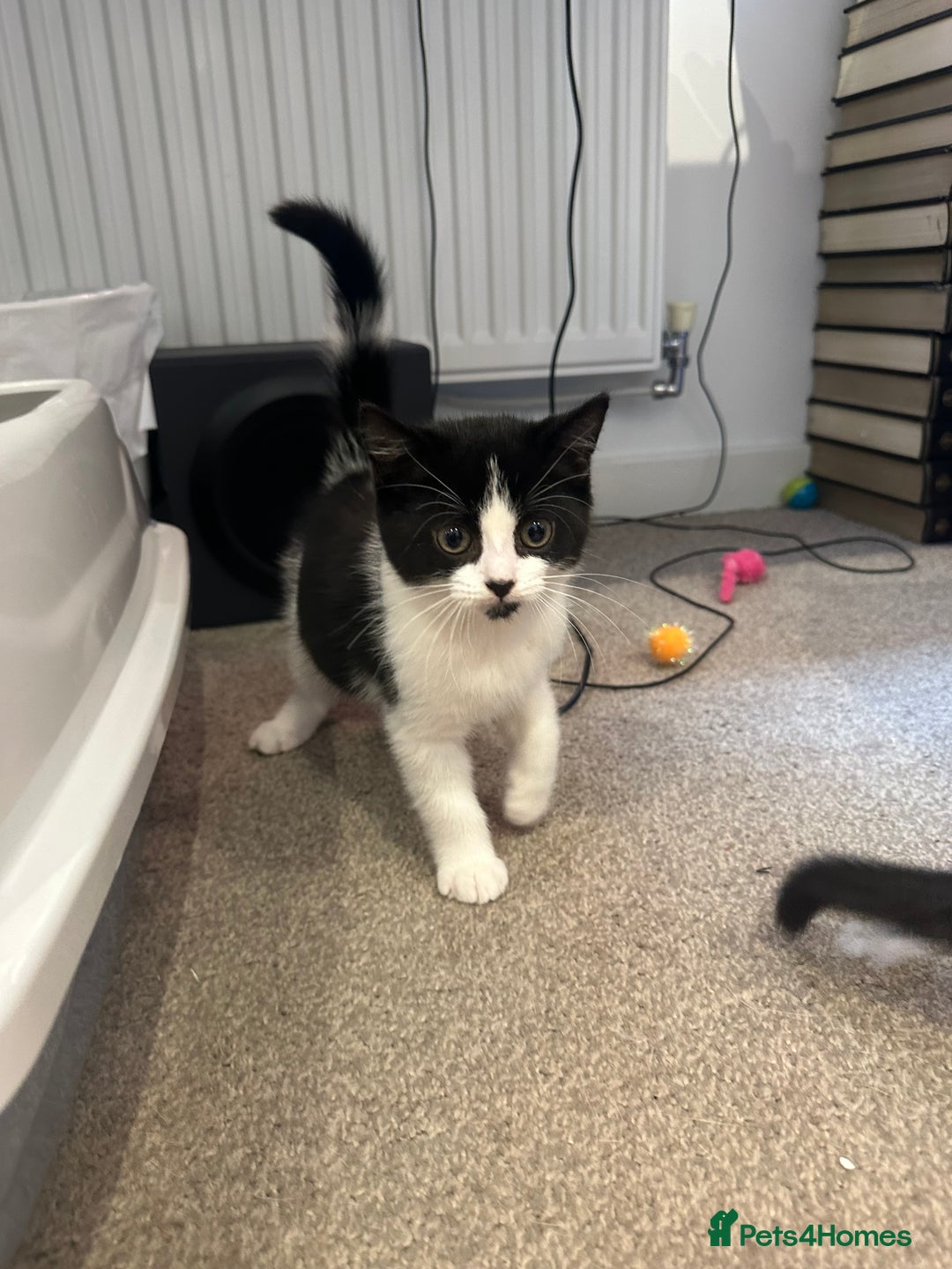 British Shorthair cats for sale: Two loving boys - Image 7