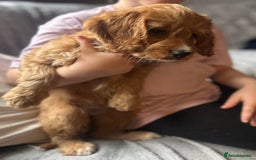 Cockapoo dogs for sale: Cockapoo Puppies - Image 5