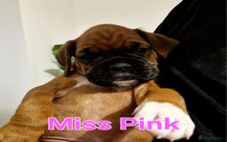Boxer dogs for sale: Gorgeous Litter of 9 KC Registered Boxer Puppies - Image 28