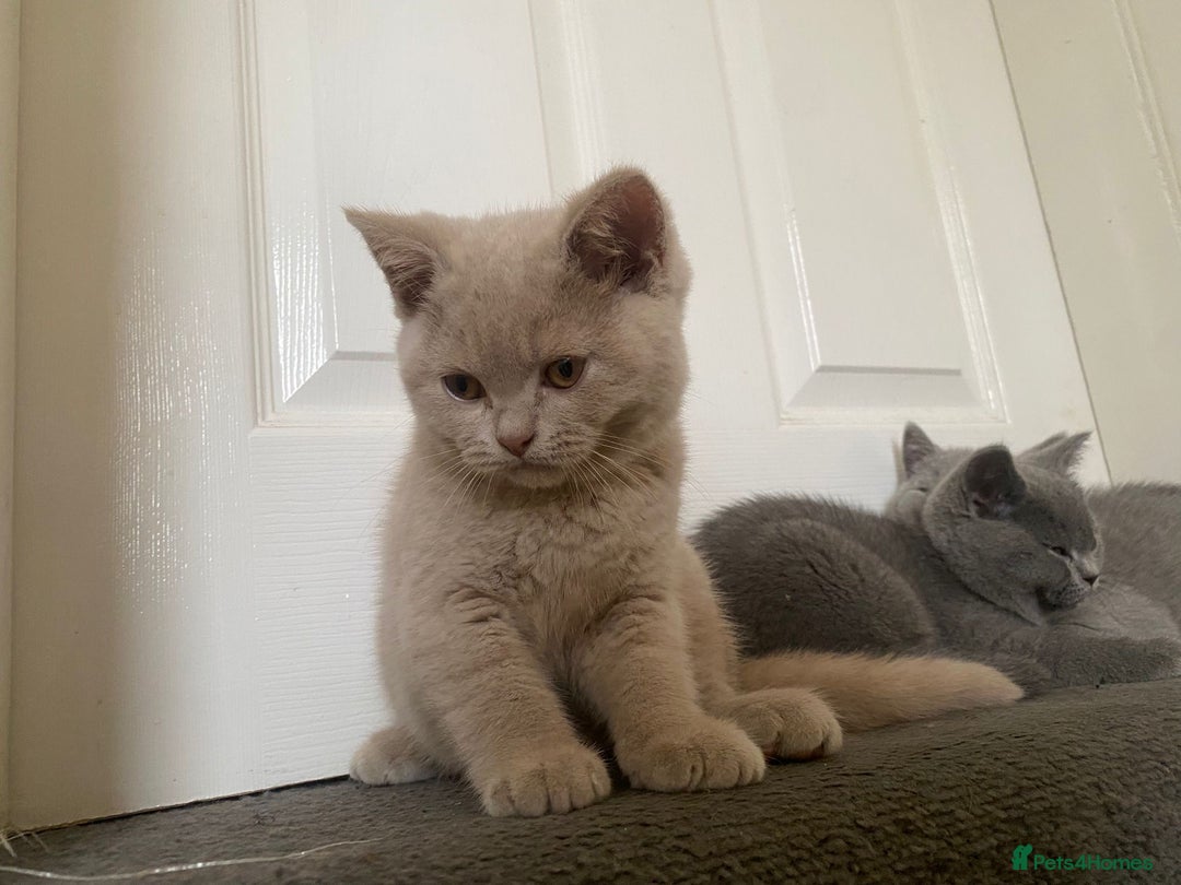 British Shorthair cats for sale: GCCF Active Championship line Blue & Lilac Kittens - Image 5