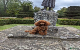 Miniature Poodle dogs for stud: Stunning proven KC health tested Red Stud in Reading - Image 8