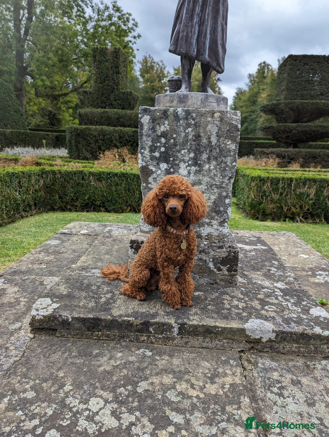 Miniature Poodle dogs for stud: Stunning proven KC health tested Red Stud in Reading - Advert 9