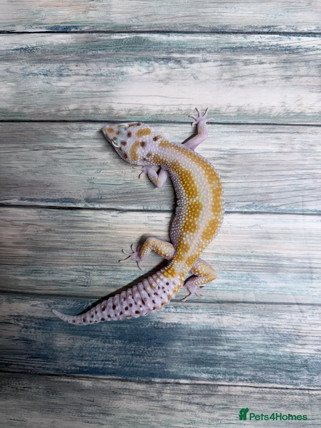 Leopard Gecko reptiles for sale: High end leopard gecko morphs - Advert 2