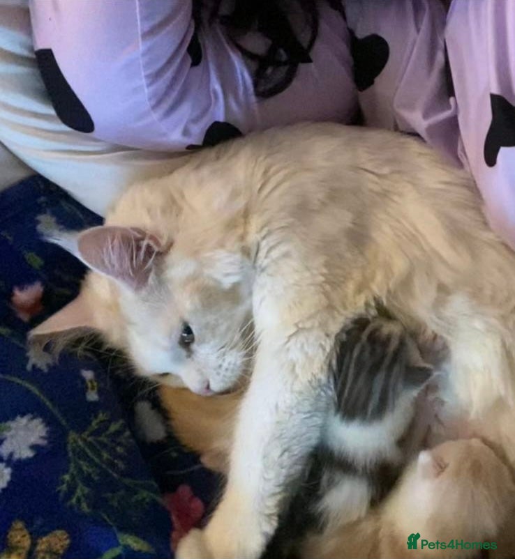 Mixed Breed cats Mainecoon x domestic short hair cross - Advert 1