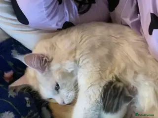 Mixed Breed cats Mainecoon x domestic short hair cross - Advert 3