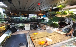 Gecko reptiles for sale: Geckos Fish Frogs full setups - Image 2
