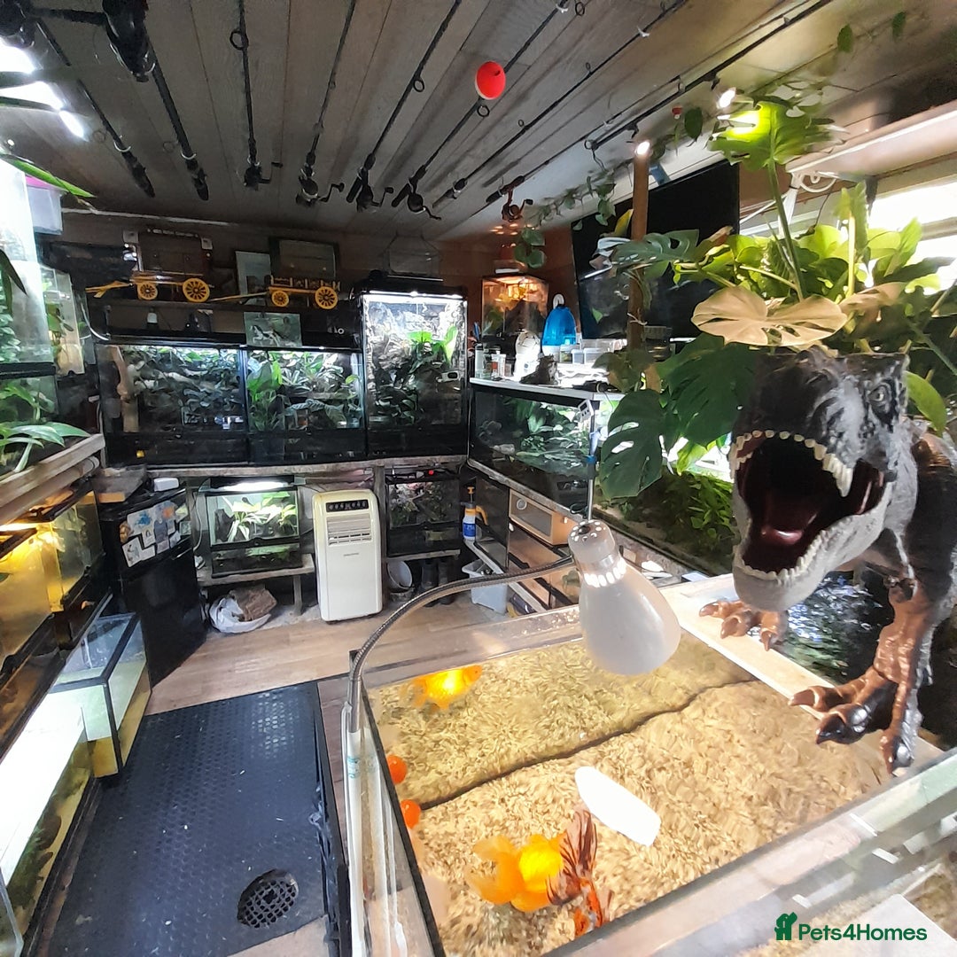 Gecko reptiles for sale: Geckos Fish Frogs full setups - Image 2