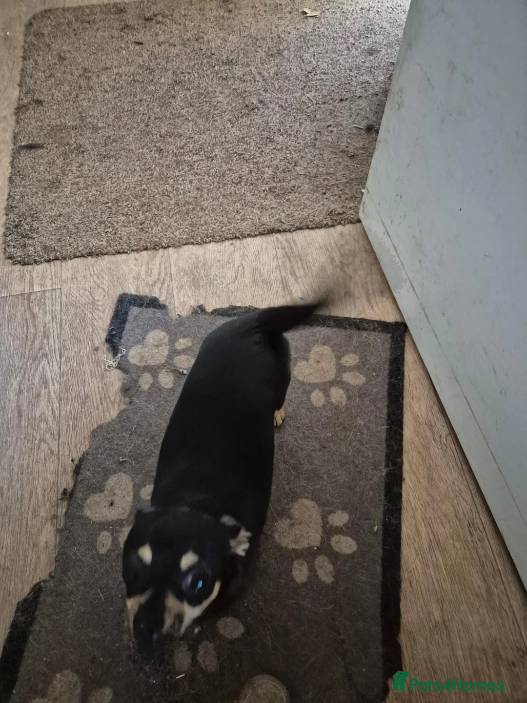 Mixed Breed dogs for sale: Chorkie bitch for sale - Advert 3