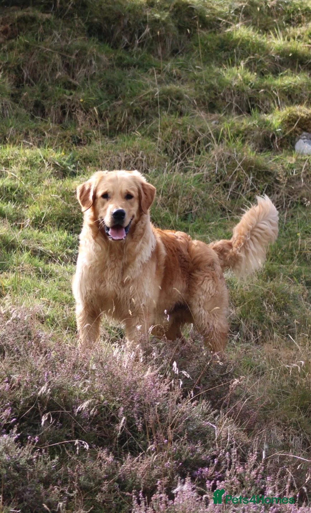 Golden Retriever dogs for sale: Golden Retriever puppies  - Advert 3