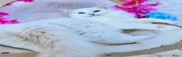 Ragdoll cats for sale: ⭐️AWARD WINNING GCCF CATTERY RAGDOLL KITTENS⭐️ - Advert 14