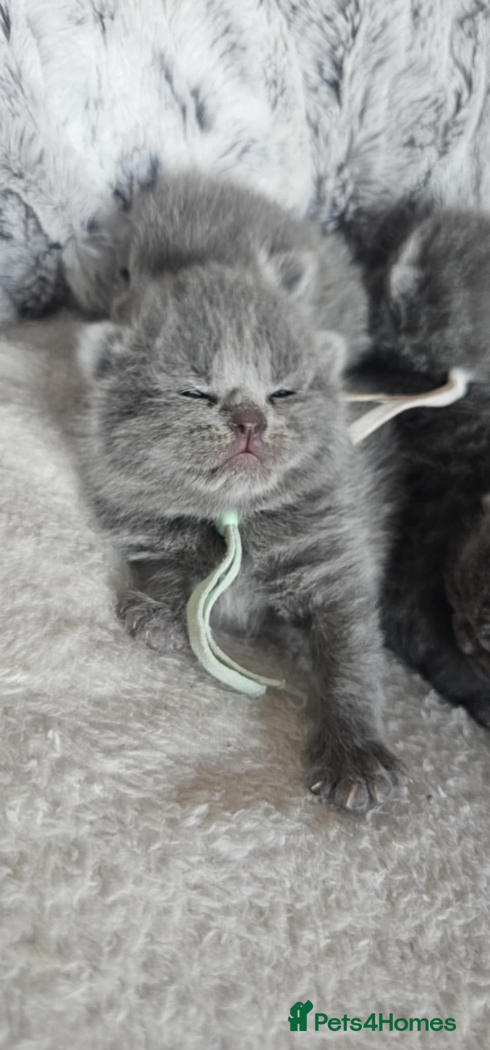 British Shorthair cats High-Quality British Shorthair Kittens GCCF - Advert 6