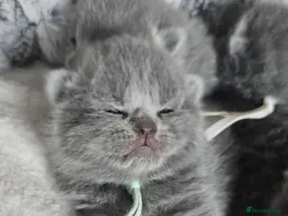British Shorthair cats High-Quality British Shorthair Kittens GCCF - Advert 6