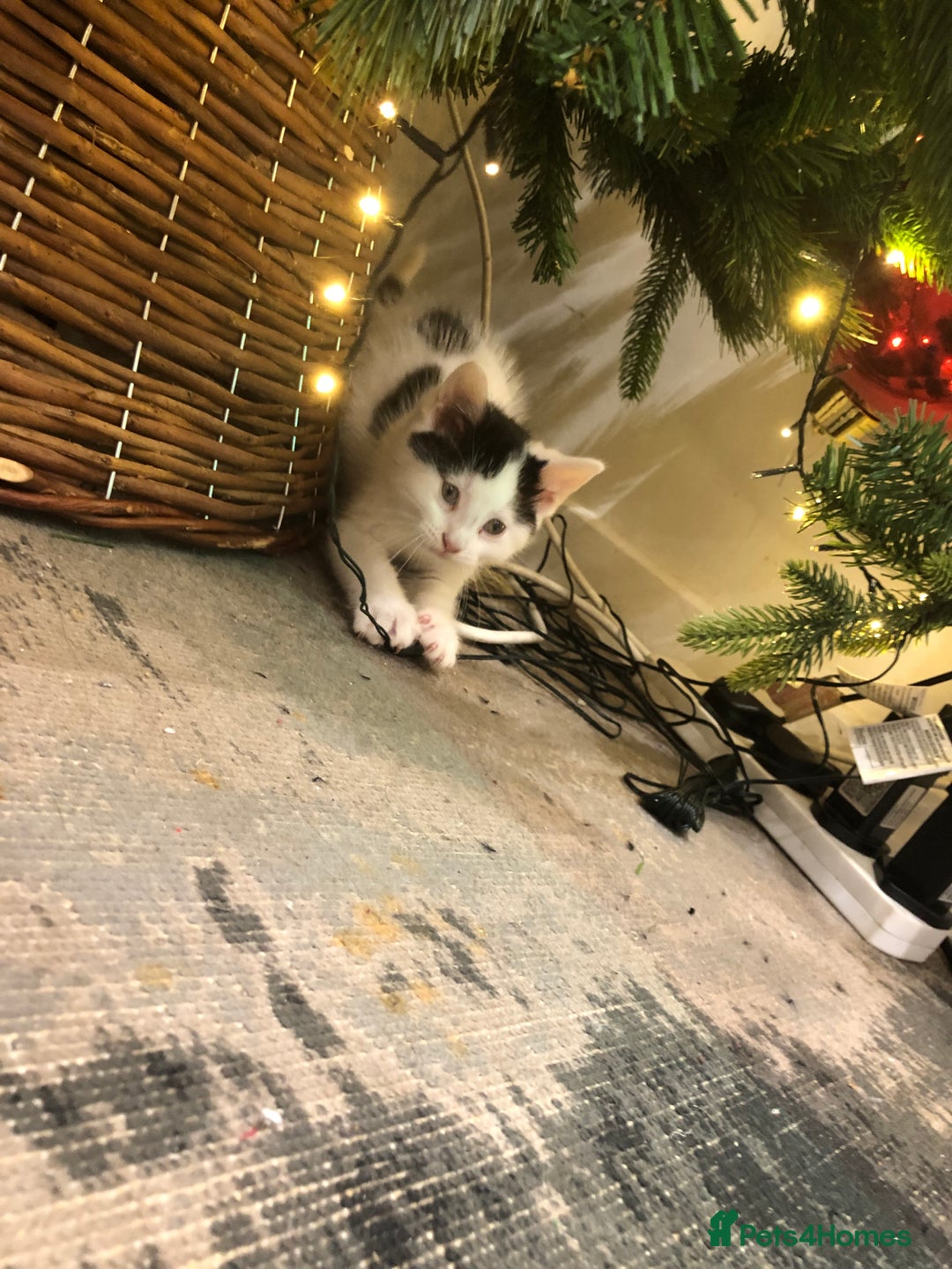 Mixed Breed cats for sale: 4 Lovely kittens for sale  - Advert 7