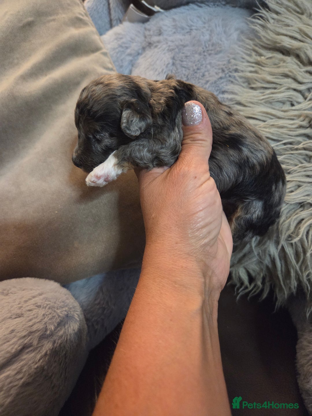 Toy Poodle dogs for sale: Beautiful Toy Poodle puppies - Image 16