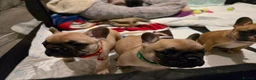 French Bulldog dogs for sale: French bulldog puppies.  - Advert 11