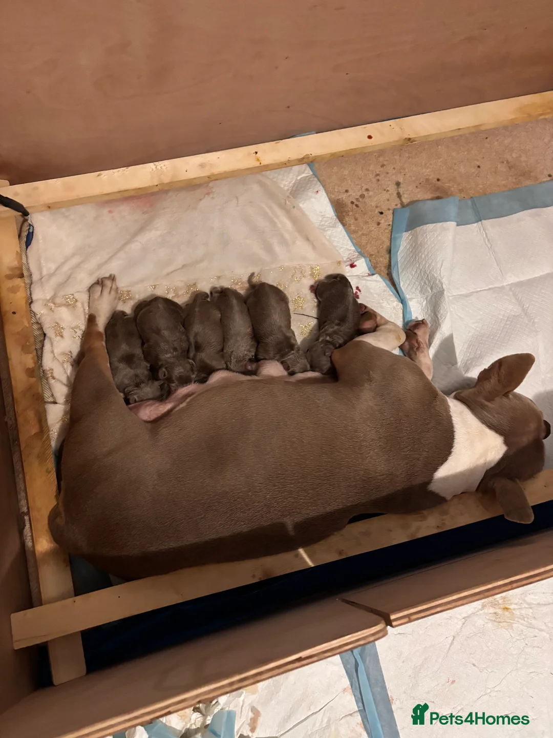 Mixed Breed dogs for sale: French bulldog X Pocket bully in Birmingham - Advert 2