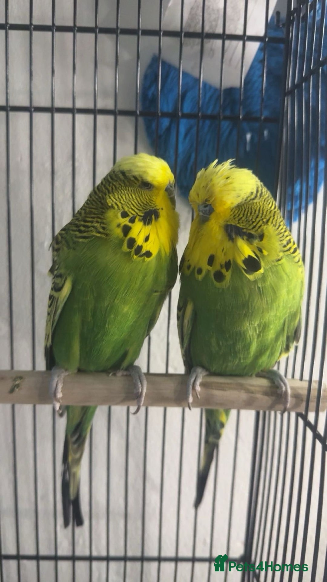 Budgerigars birds for sale: 🩵Very Tame Boys🩵 - Advert 2
