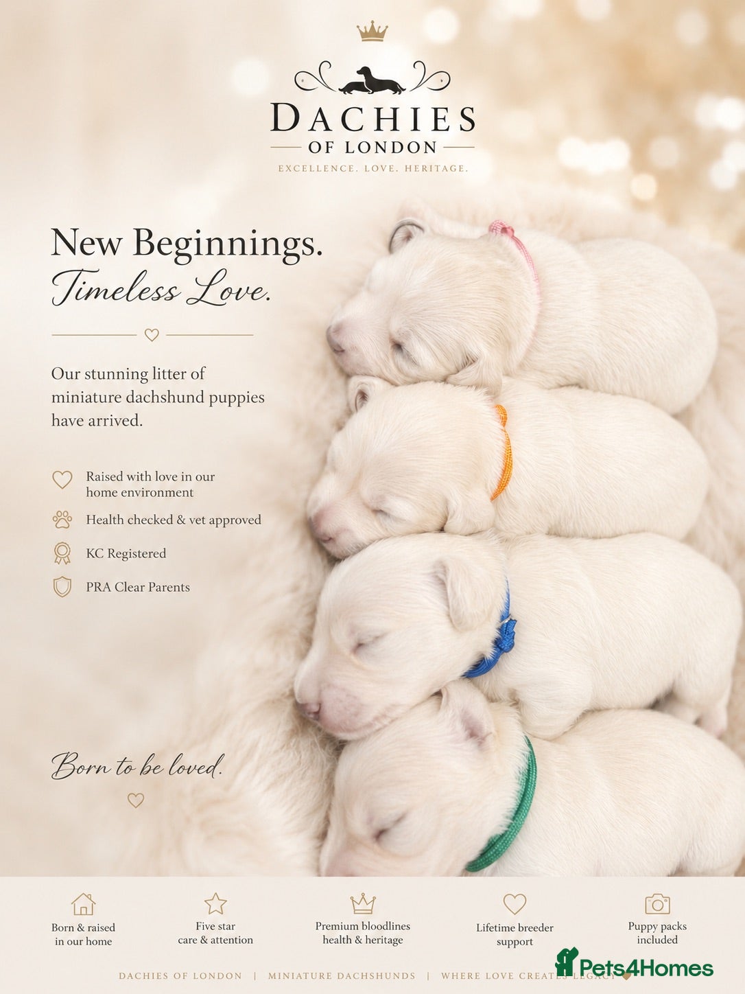 Miniature Dachshund dogs Exceptional KC Reg Miniature L/H Dachshund Puppies - Advert 1
